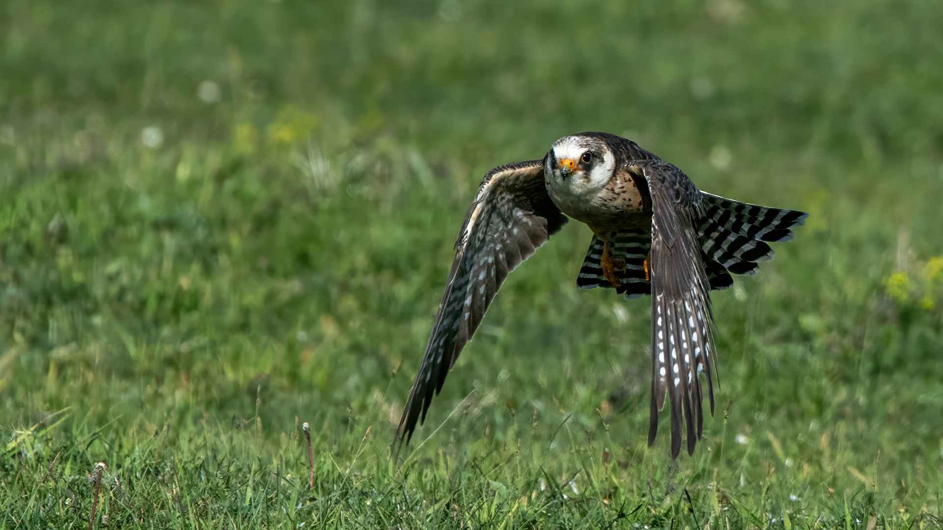 Red-footed Falcon